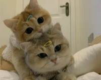 黏黏糊糊的两只猫咪可爱头像图片