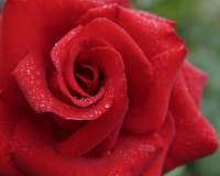 一朵浪漫高清的玫瑰花微信头像图片