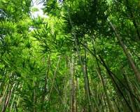 绿色护眼的竹林唯美微信头像图片