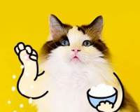 搞笑社交调侃朋友猫咪宠物GIF动图表情包图片