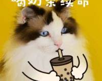 喝奶茶开心饮料下午茶猫咪宠物GIF动图萌宠表情包图片