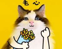 可爱猫咪笔芯表情包微信图片