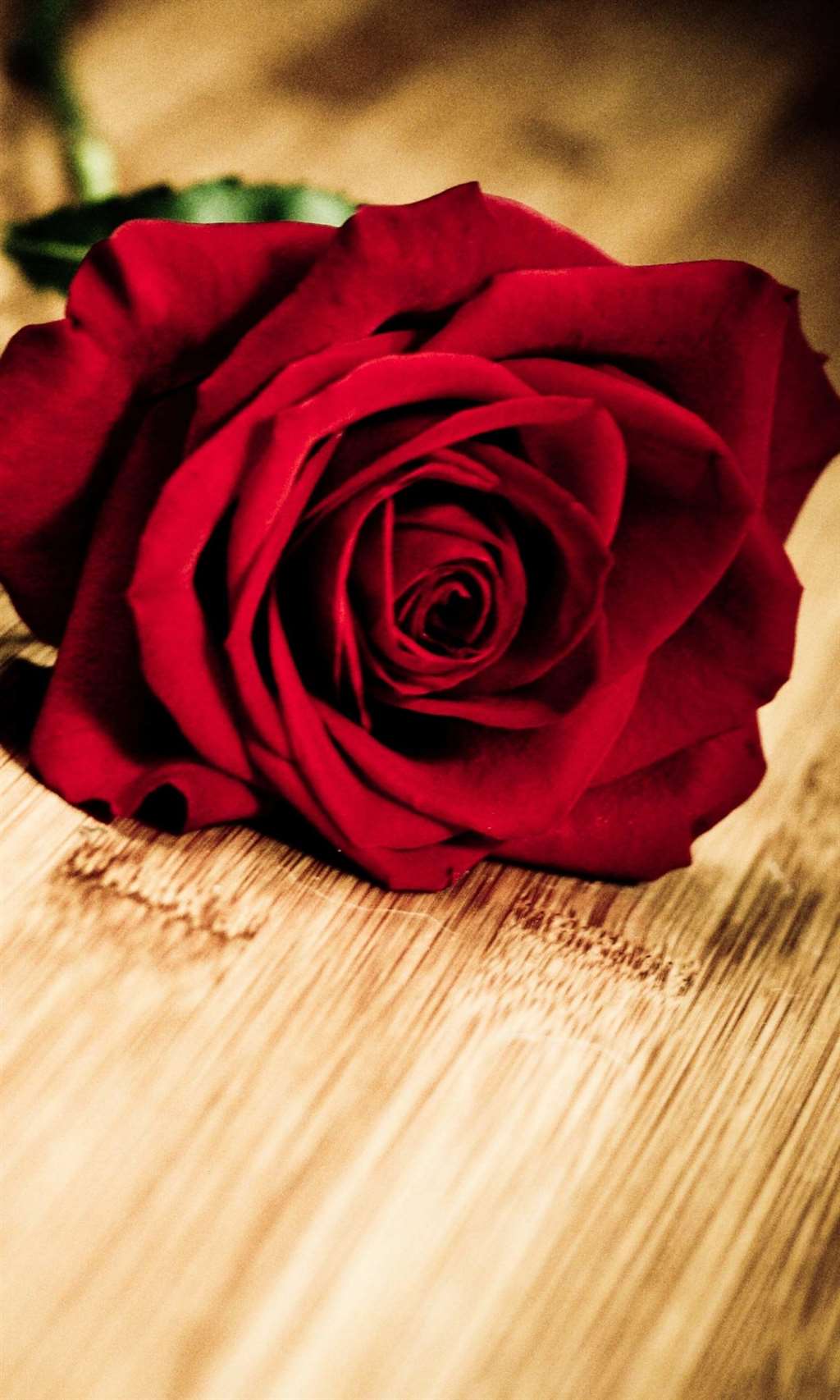 《玫瑰与爱情》魅族mx4浪漫唯美手机壁纸_高清图库