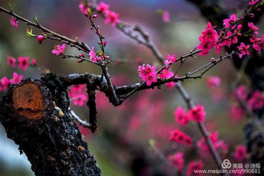 爱,是春天里的那一树繁花    懂你,何须千言万语,一朝相遇,便是永远_配图大全