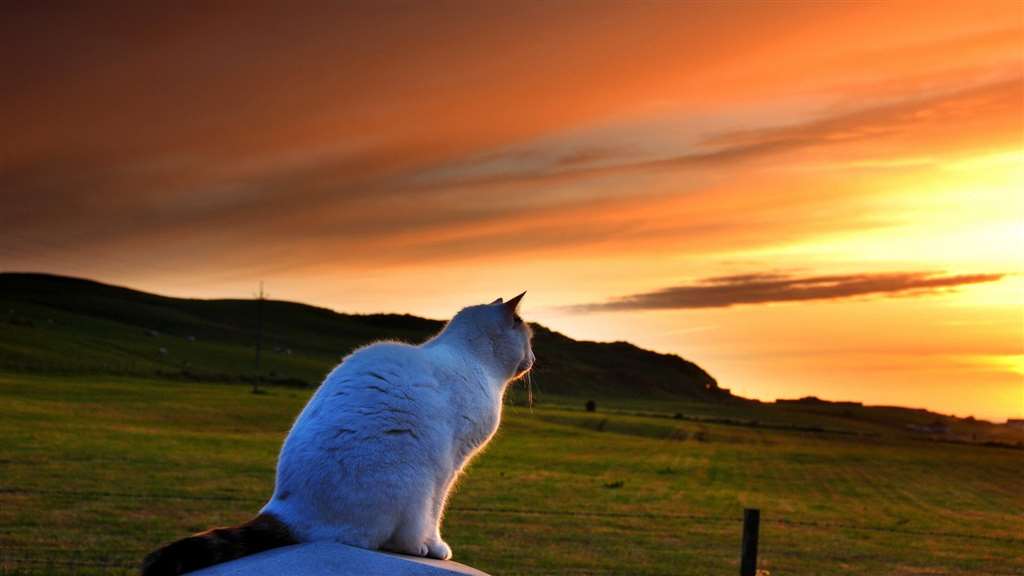 黄昏下眺望远方的可爱猫咪_配图大全