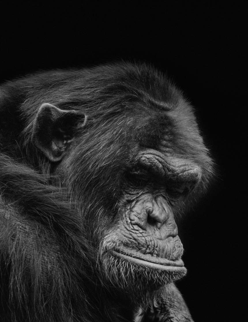 孤单,老,黑猩猩,展示,绝望,囚禁,黑白,头像,沮丧,隔绝,黑色_配图大全