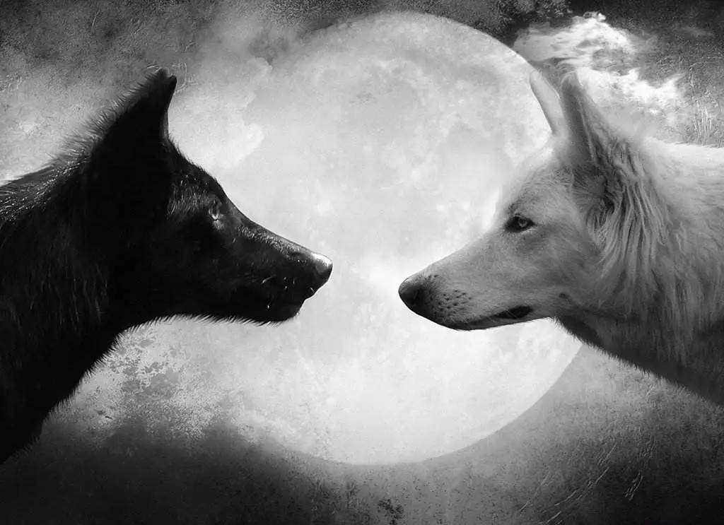 草原上有两匹狼,一匹是黑暗与绝望;一匹是光明与希望._配图大全