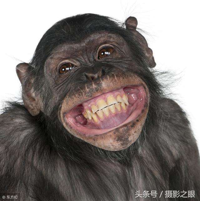 长江江豚拥有天使般的微笑,是最可爱的微笑!(图片来自东方ic)