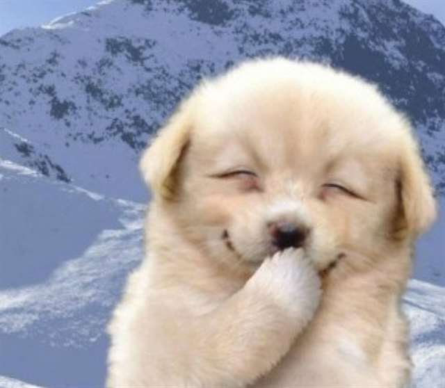 5张喜感大笑的动物图片,瞬间让你的心情更加快乐