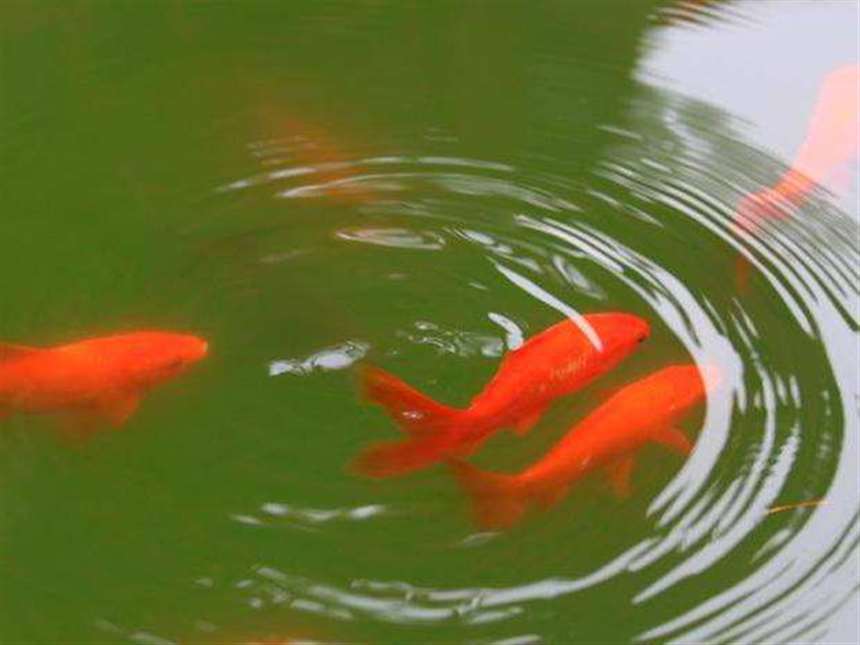 钓获一条10斤重的红鲤鱼, 在中国它是好运气的象征