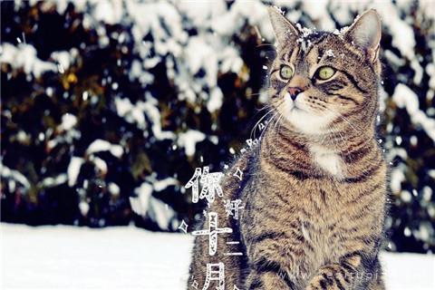 十二月你好背景图（12月份你好图片）