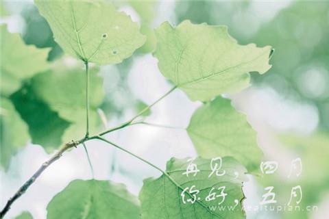 五月图片带字图片大全2022_四月再见五月你好图片女孩