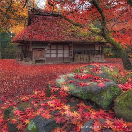 深秋枫叶图片唯美（秋天最美的枫叶图片）