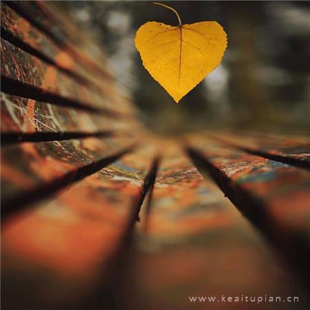 深秋枫叶图片唯美（秋天最美的枫叶图片）