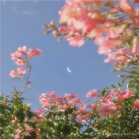 微信朋友圈背景图片仙气（朋友圈背景图唯美浪漫）