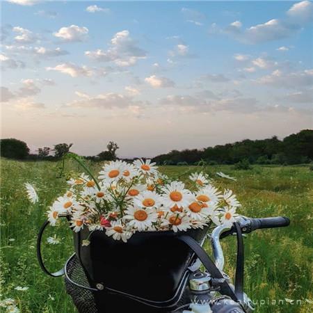 2022年花束图片唯美_2022新年鲜花图片