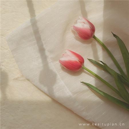 图片静物唯美|唯美小清新静物图片