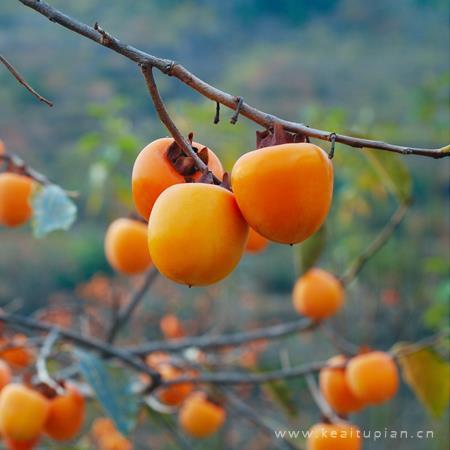 秋天柿子图片大全_秋天的柿子树图片