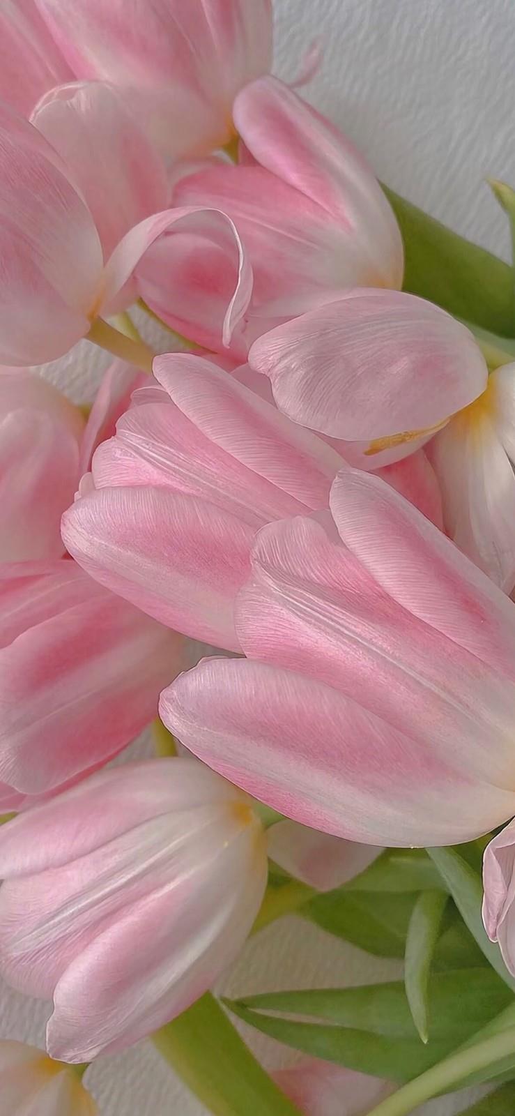 好看的郁金香手机壁纸图片|2022年的第一束鲜花