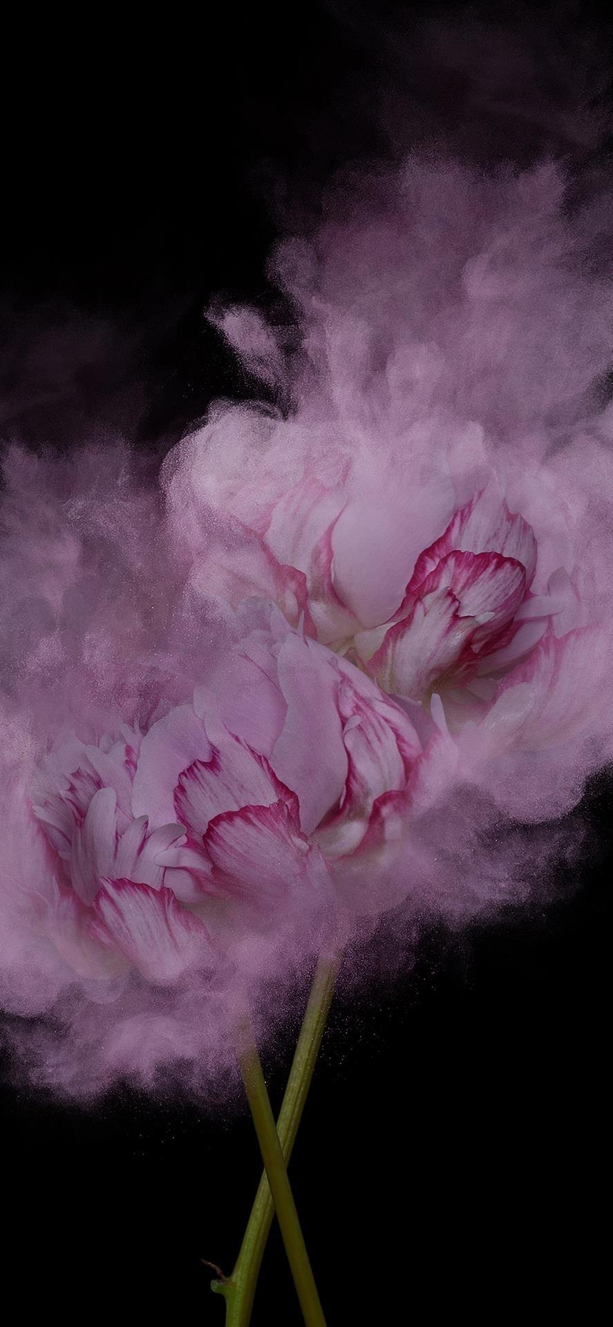 2022唯美花卉手机壁纸高清精选