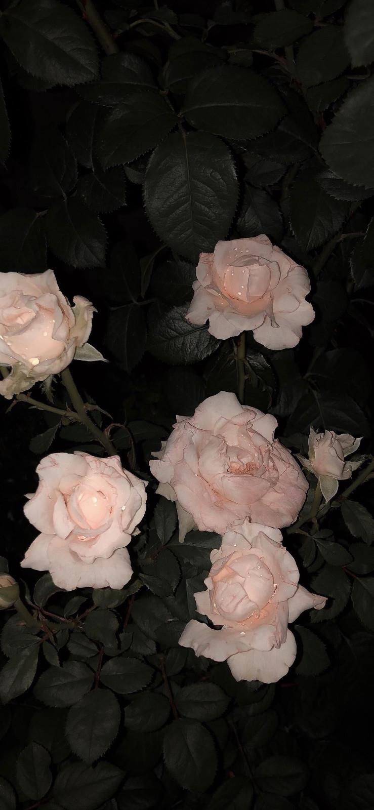 2022手机壁纸精选|黑暗里绚烂唯美的花卉