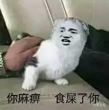 猫咪恶搞表情包 猫咪恶搞表情包暴走