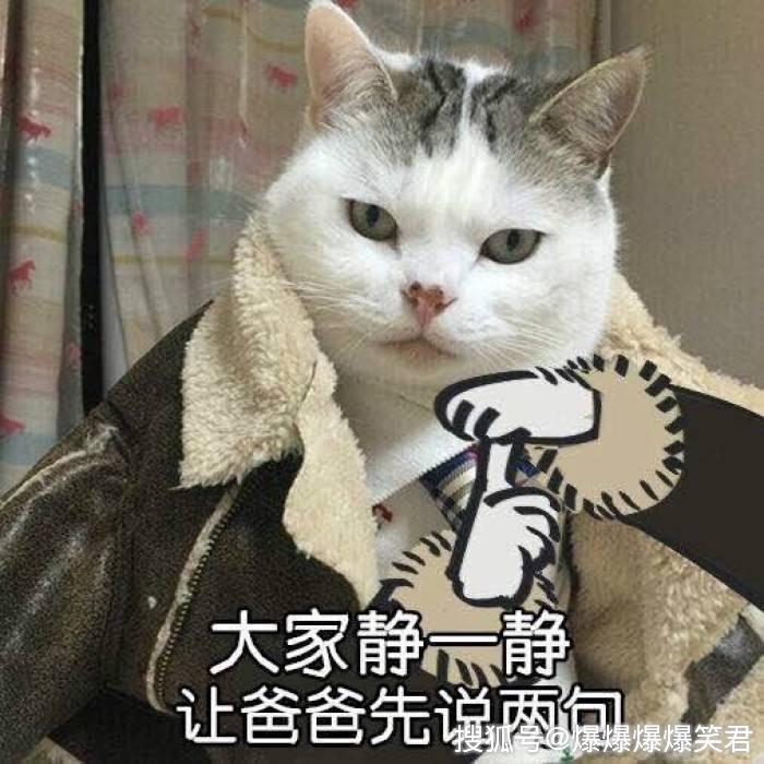 猫咪恶搞表情包 猫咪恶搞表情包暴走