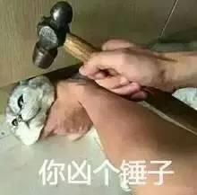 猫咪恶搞表情包 猫咪恶搞表情包暴走