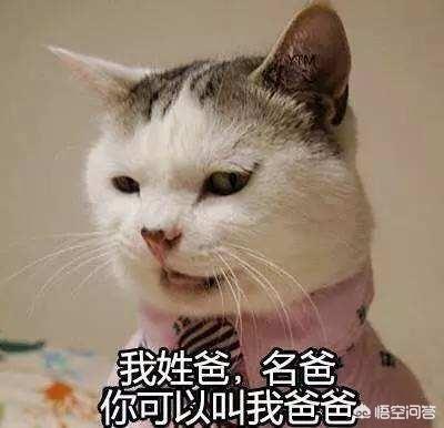 猫咪恶搞表情包 猫咪恶搞表情包暴走