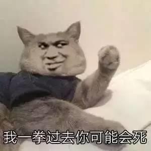 猫咪恶搞表情包 猫咪恶搞表情包暴走