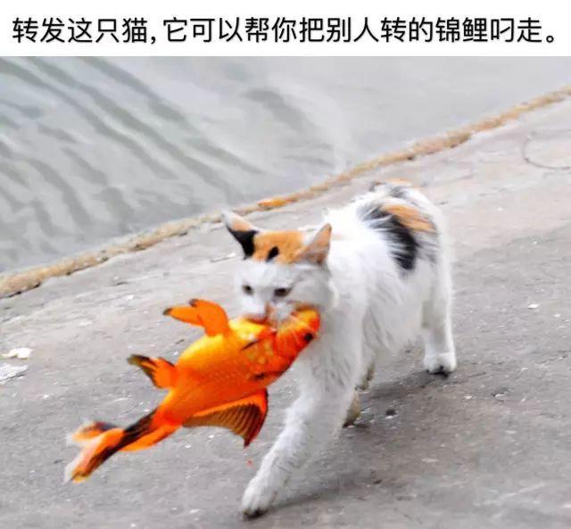 猫咪恶搞表情包 猫咪恶搞表情包暴走