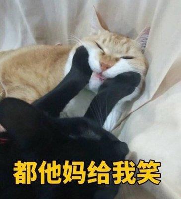 猫咪恶搞表情包 猫咪恶搞表情包暴走