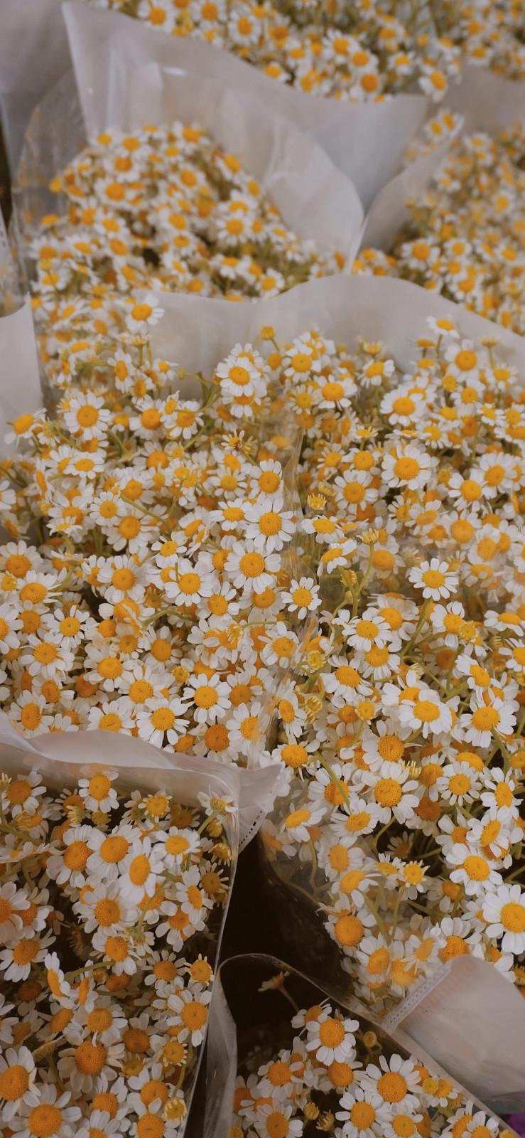 清新小雏菊ins精选手机高清壁纸图片