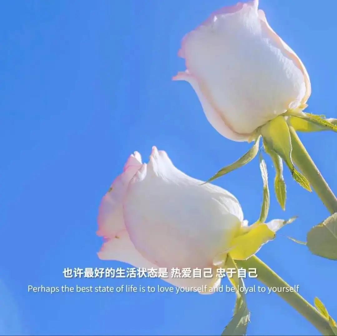 2021朋友圈背景图精选好看的花卉图片