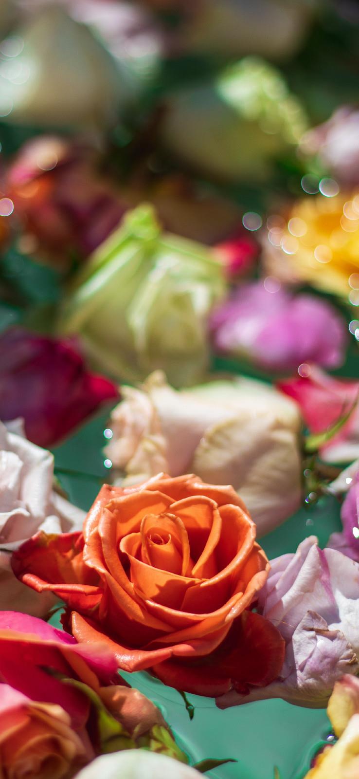 唯美高清的一朵花手机壁纸图片