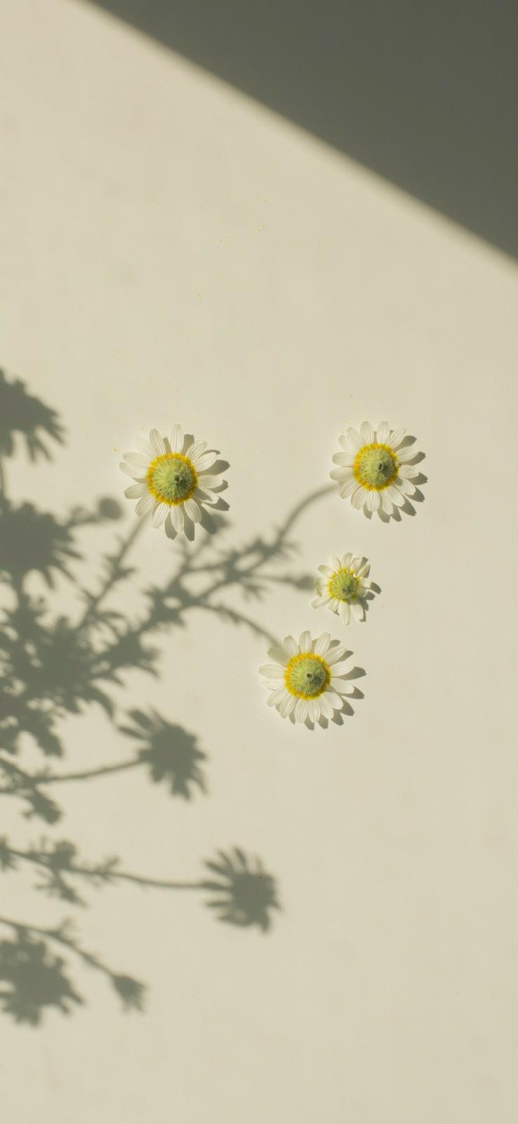 简约有创意的花卉艺术高清手机壁纸图片