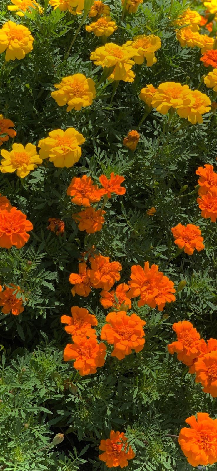 鲜花高清唯美手机壁纸图片|迎接一场盛大的绽放