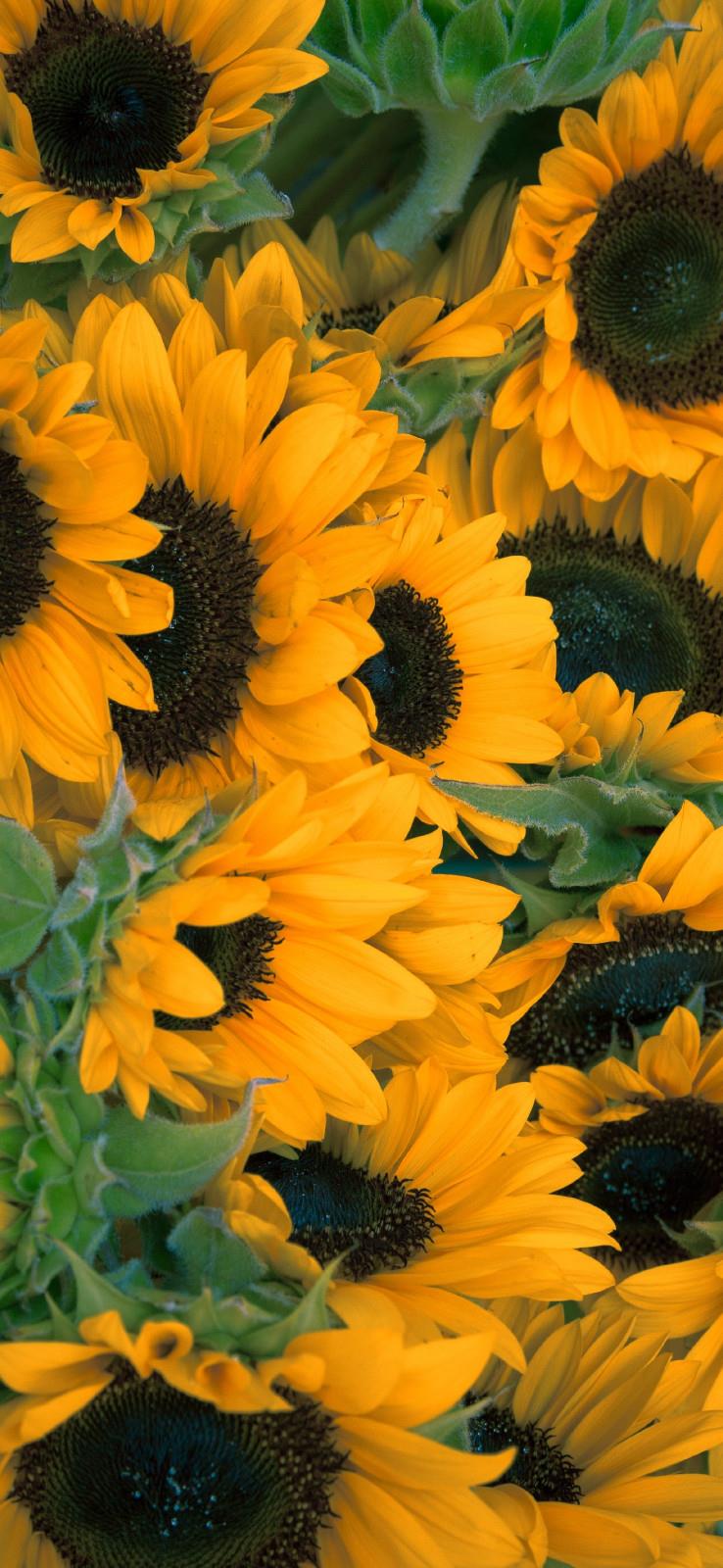 鲜花高清唯美手机壁纸图片|迎接一场盛大的绽放