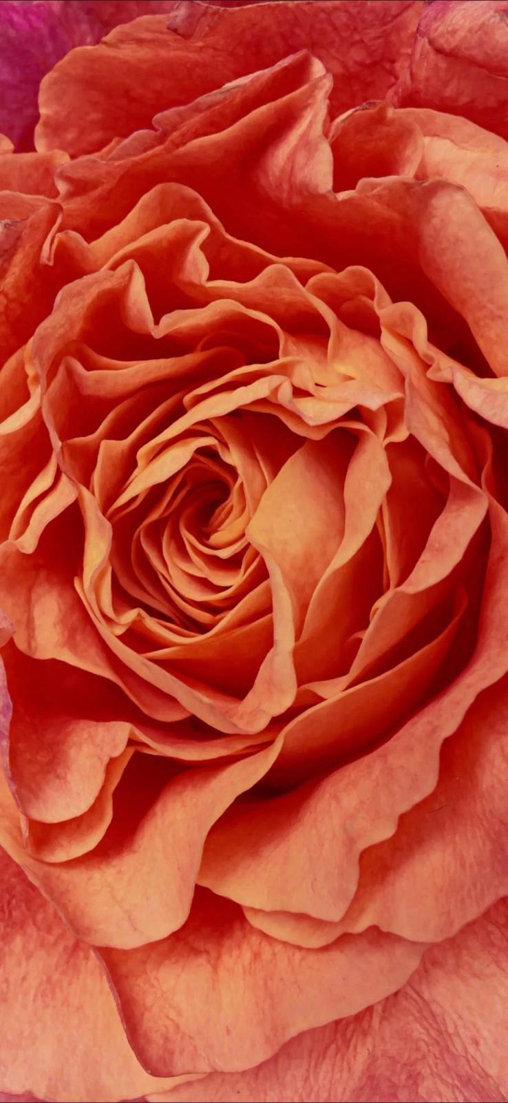 十一月不能错过的唯美粉色花卉高清手机壁纸图片