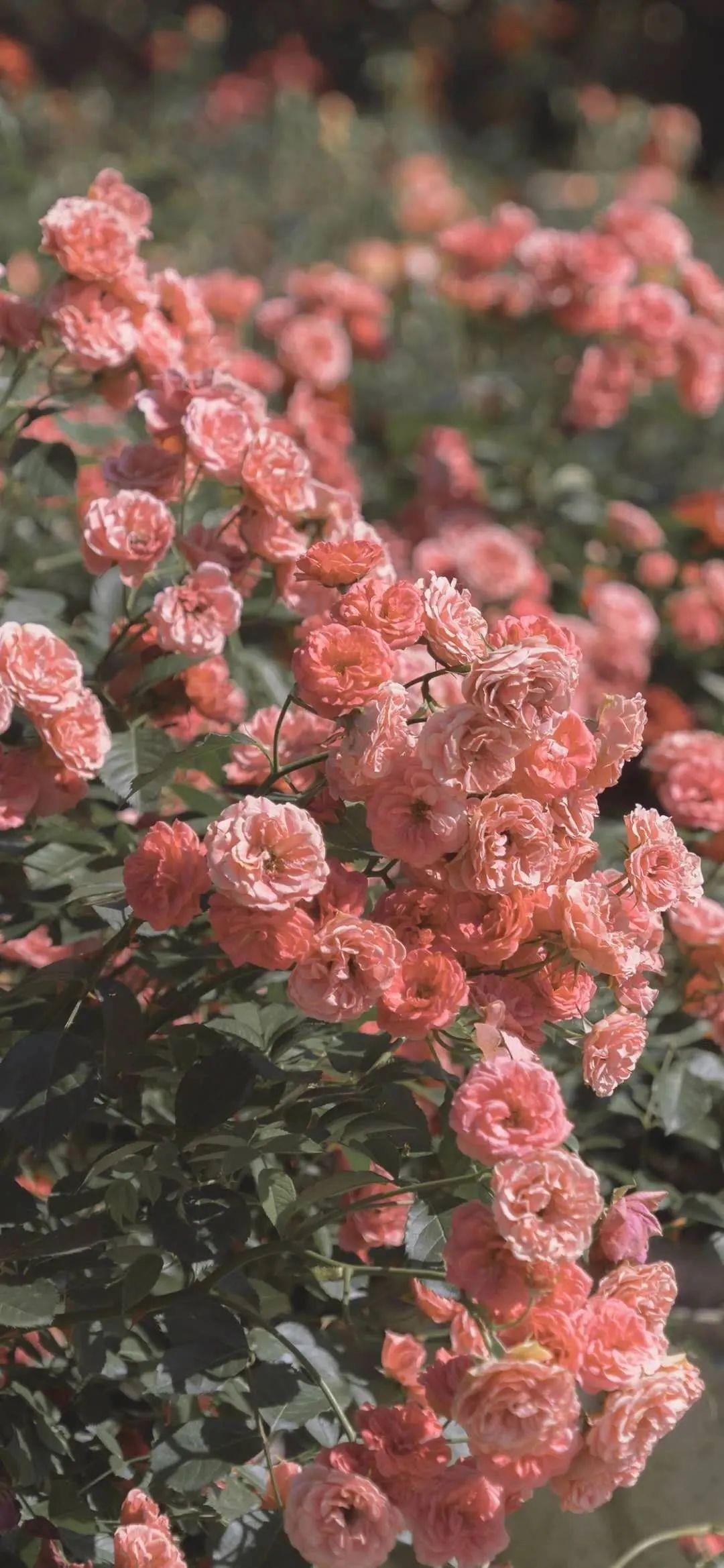 十一月不能错过的唯美粉色花卉高清手机壁纸图片