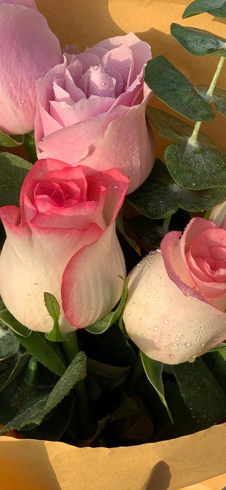 十一月不能错过的唯美粉色花卉高清手机壁纸图片