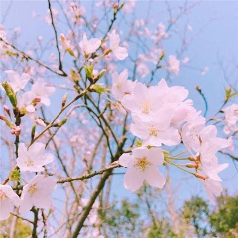 粉色系唯美女生背景壁纸图片