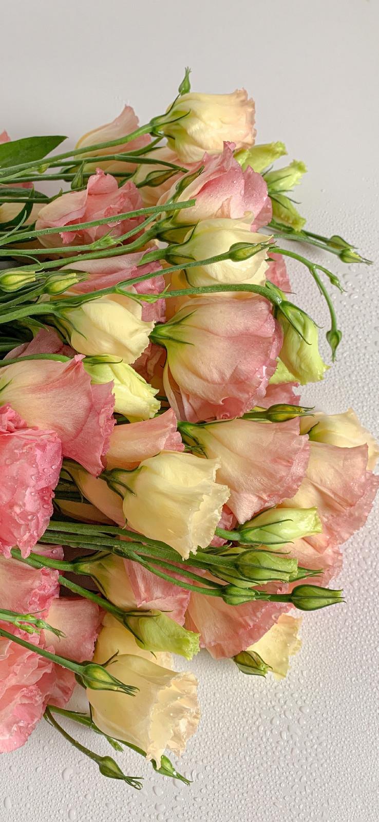 2021最新款粉色花卉唯美高清手机壁纸图片