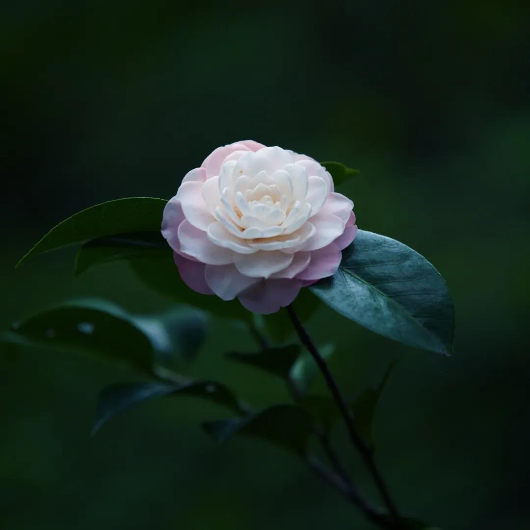 简单干净好看头像|中意一朵花，不必将它摘下