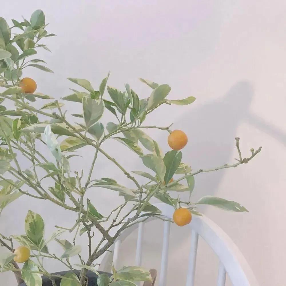 简单干净好看头像|中意一朵花，不必将它摘下