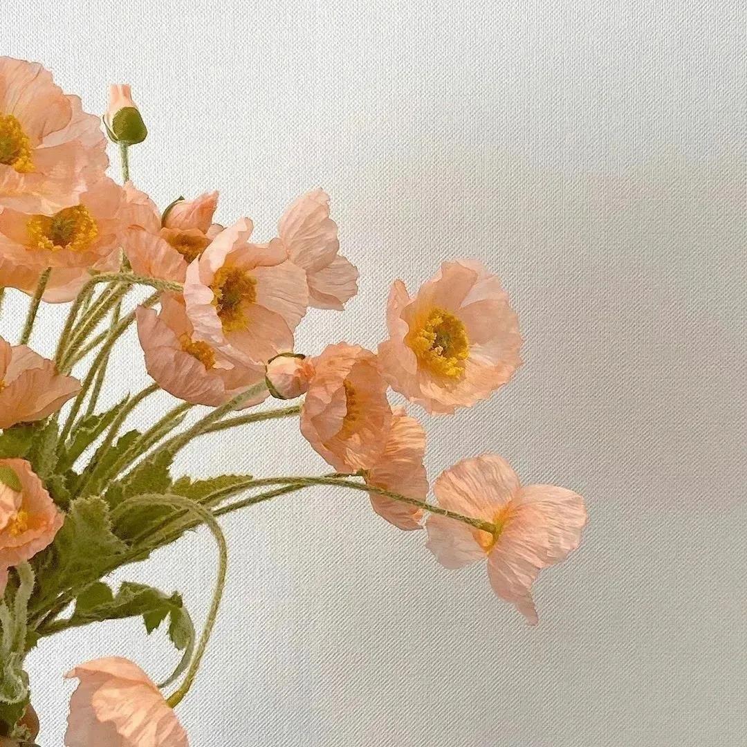 简单干净好看头像|中意一朵花，不必将它摘下