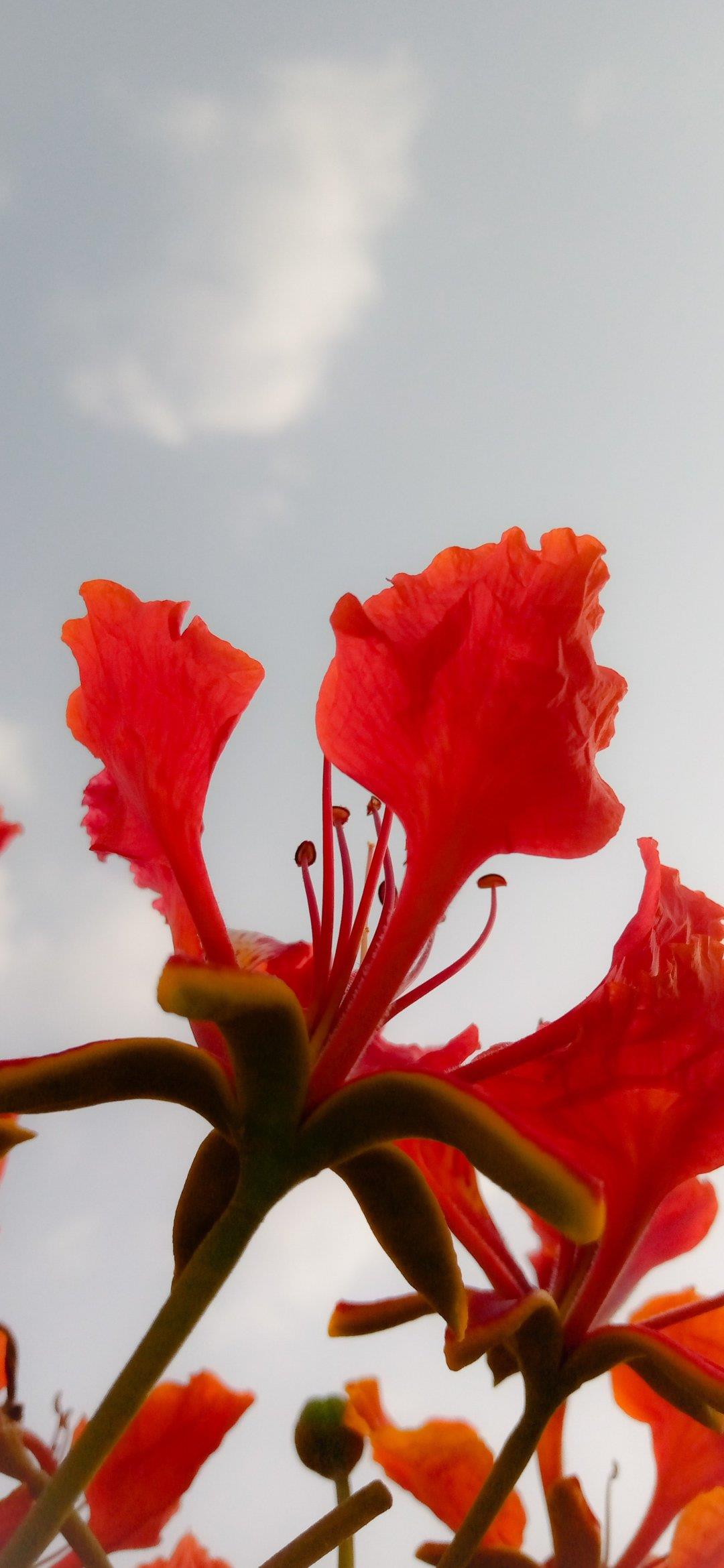 2021精选唯美好看的红色花卉手机壁纸图片