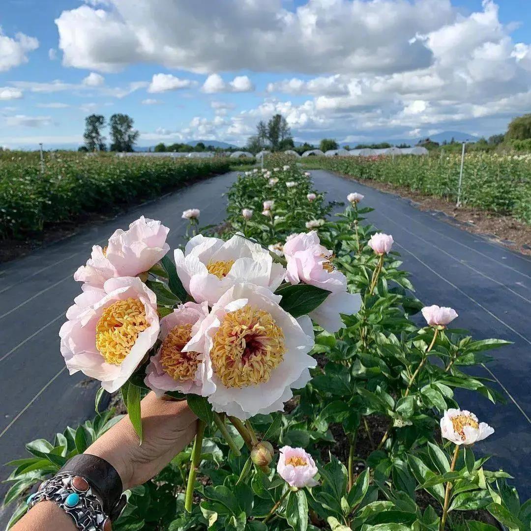 好看的花图片背景|鲜花是浪漫的仪式感