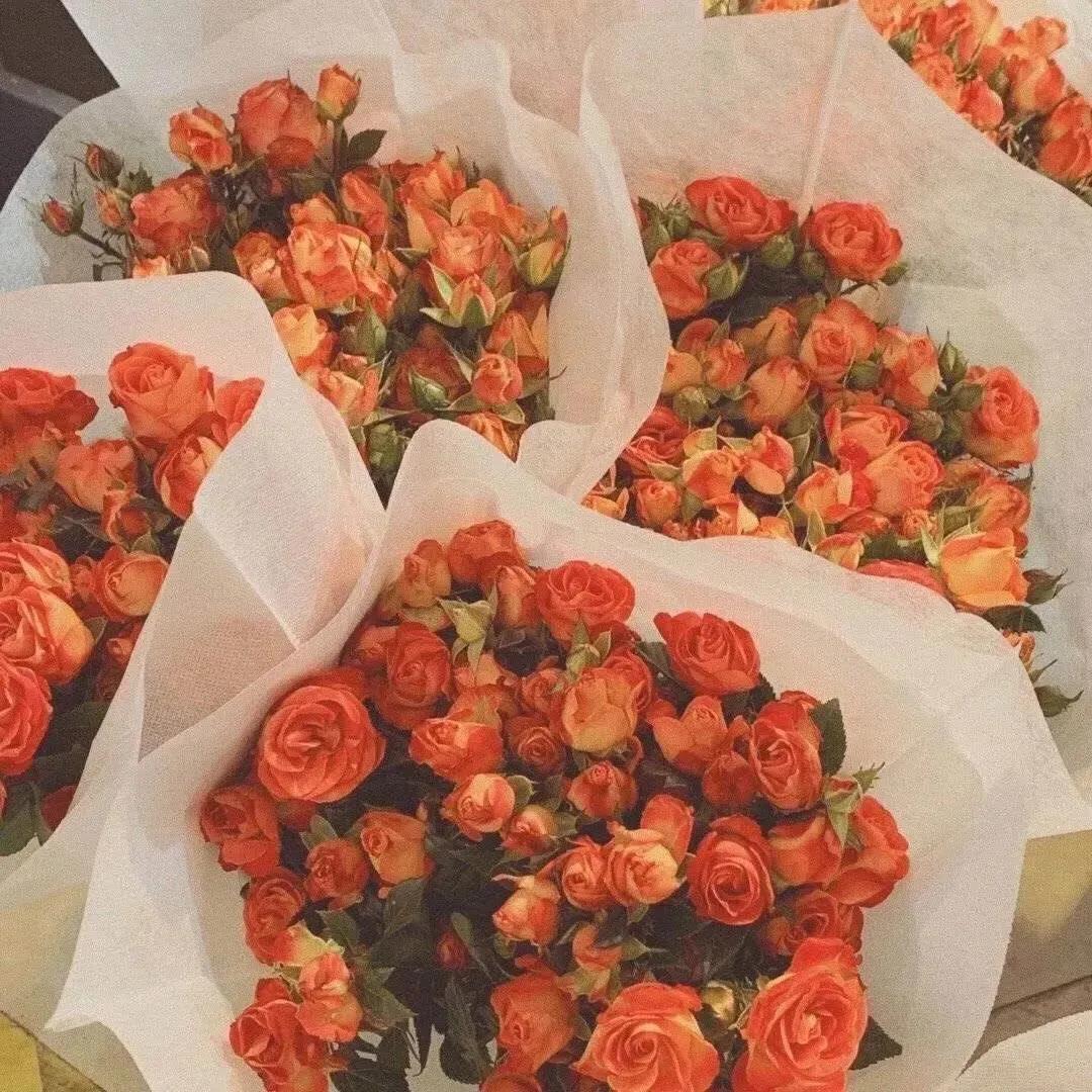 好看的花图片背景|象征着爱情的玫瑰花