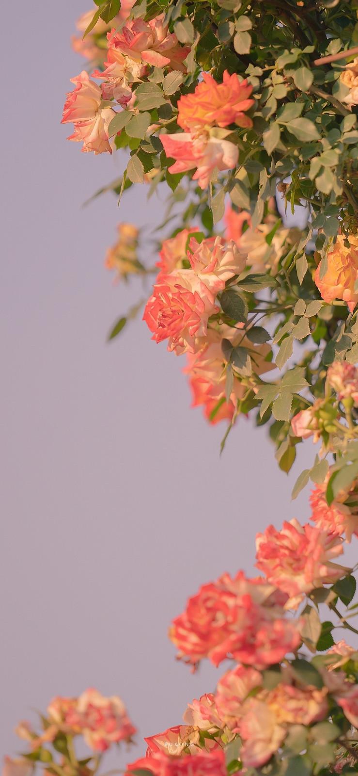 高级有质感的高清唯美手机壁纸图片|今天的花很美很浪漫